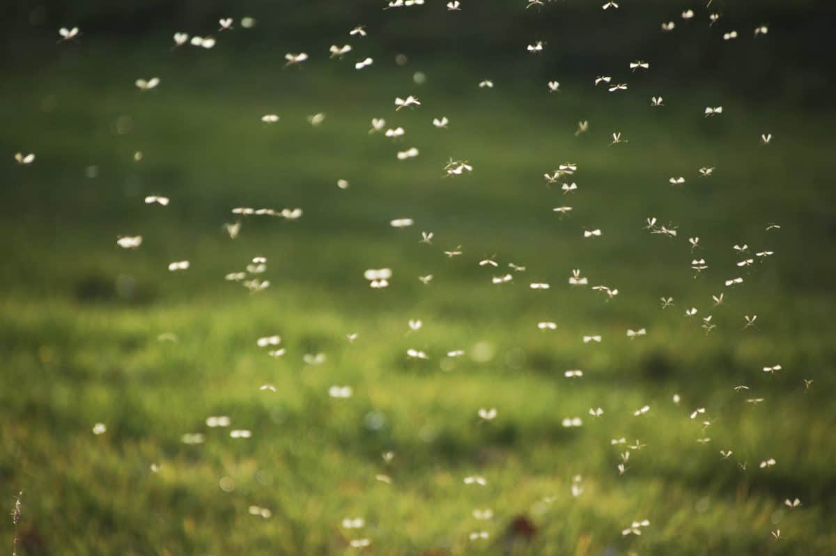 mosquitos swarming a backyard