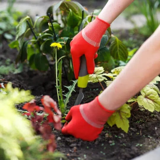 Prevent Weeds in Flower Beds