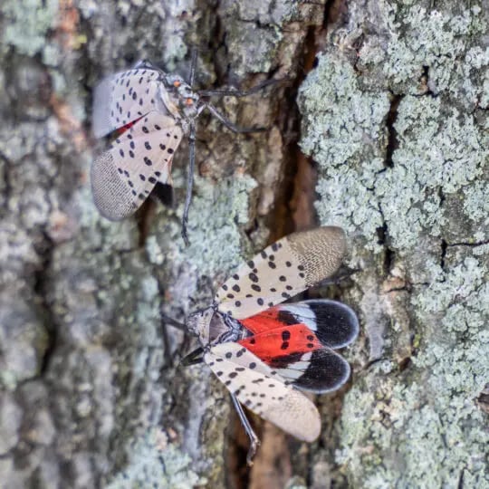 lanternfly