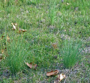 Onion grass store