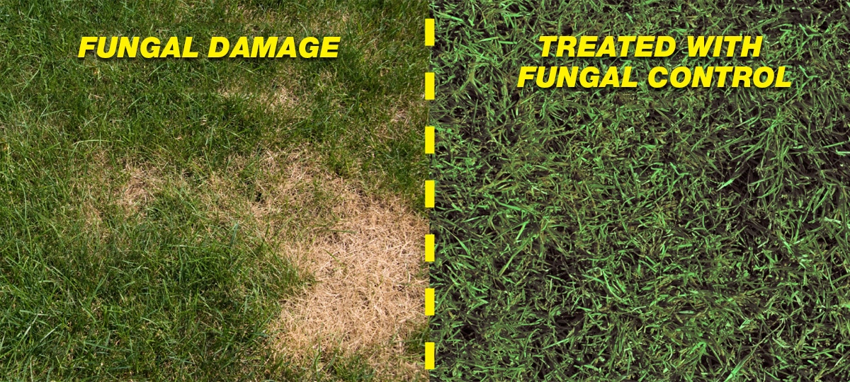 Fungus treatment clearance for lawns