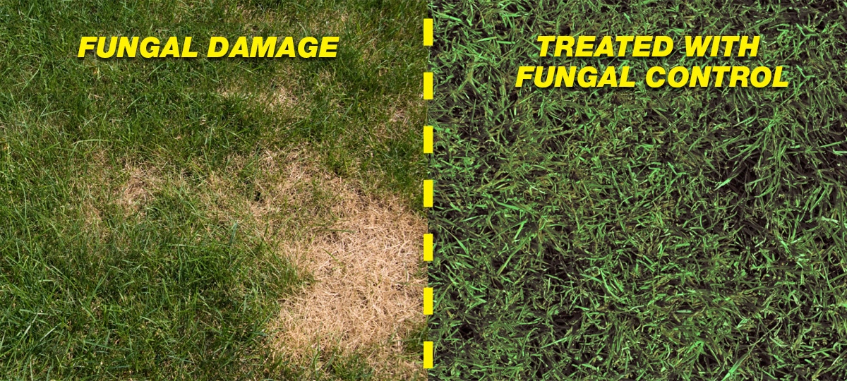 How can I manage red thread in my lawn?