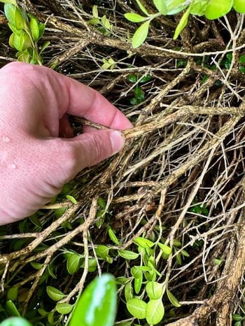 performing the scratch test on a shrub