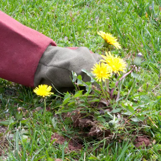 How to Fight off the Weeds in Your Lawn