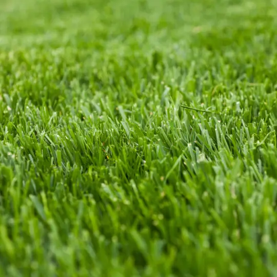 What Type of Grass Do I Have? - Green Lawn Fertilizing