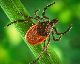 How Did THAT Get Into My Lawn: Ticks! - Green Lawn Fertilizing