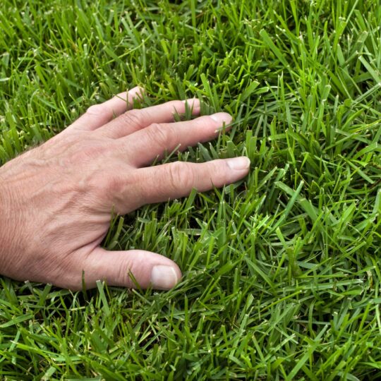 Is TruGreen the Top Choice in New Jersey? - Green Lawn Fertilizing