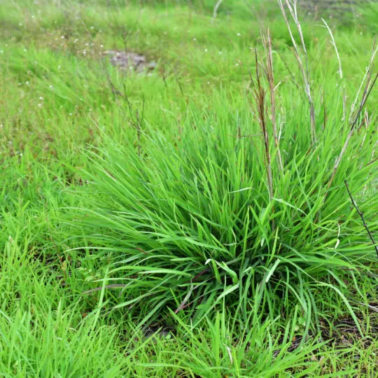 Why Is My Grass Growing In Clumps Green Lawn Fertilizing