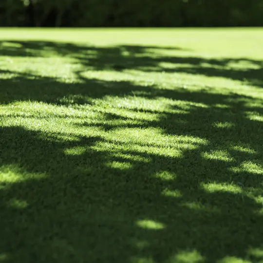 What Grasses Grow In Shade? - Green Lawn Fertilizing