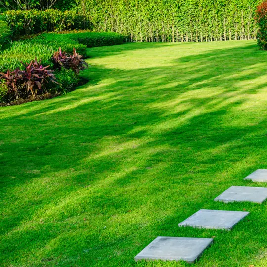 Which Lawn Care Company Is Right for You? - Green Lawn Fertilizing