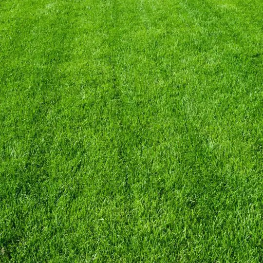 What Is Included in Lawn Care Services? - Green Lawn Fertilizing